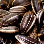 Sunflower seeds