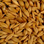 Barley