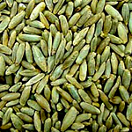 Rye