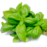 Basil