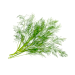 Dill