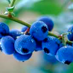 Blueberries