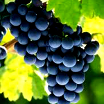 Grapes