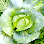 Cabbage