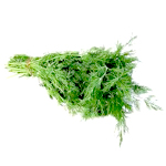Fennel