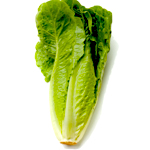 Romaine lettuce
