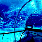 Shanghai Ocean Aquarium Shanghai China.