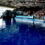 Shedd Aquarium - Chicago Illinois