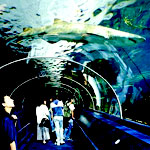 Sydney Aquarium Sydney Australia.Â 