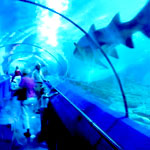 The Aquarium of Western Australia Hillarys Western Australia
