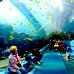 The Georgia Aquarium Atlanta USA