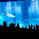 The Okinawa Churaumi Aquarium Okinawa Japan
